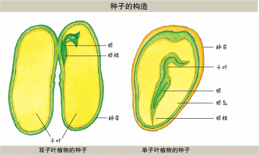 种子发芽的冷知识1.jpg