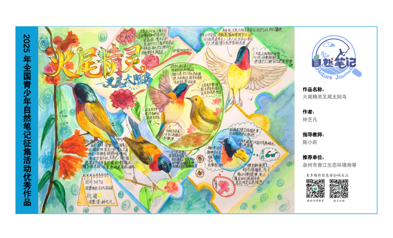 5_福建14_火尾精灵叉尾太阳鸟_钟艺凡_陈小莉.png