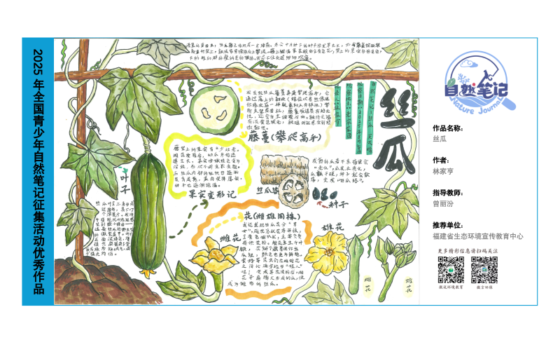 5_福建02_丝瓜_林家亨_曾丽汾.png