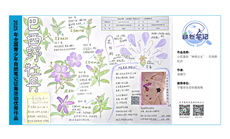 5_福建03_小区里的“神奇公主”巴西野牡丹_汤韫宁.png