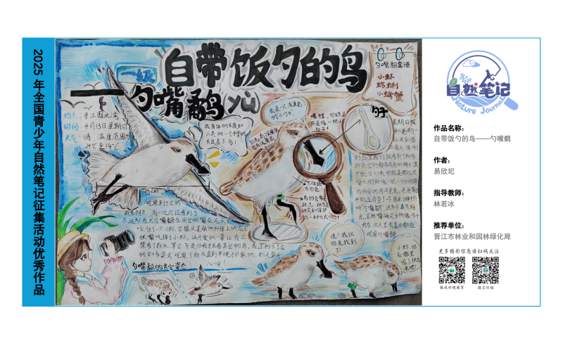 5_福建10_《自带饭勺的鸟-勺嘴鹬》_易欣圯_.png