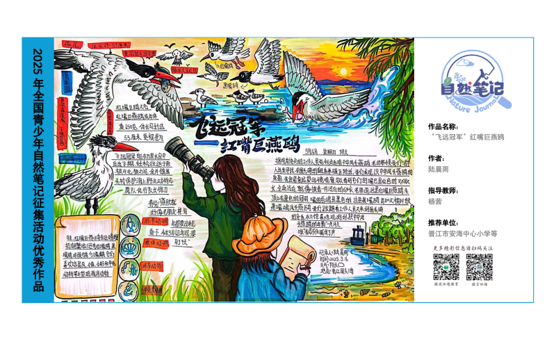 5_福建06_《“飞远冠军”红嘴巨燕鸥》_陆晨雨_杨茜.png
