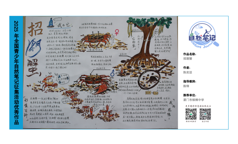 5_福建01招潮蟹_陈奕喆_陈锋.png