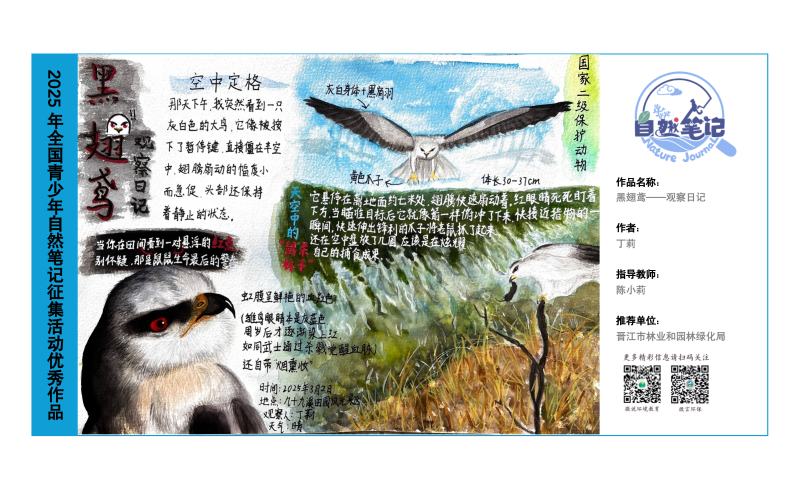 5_福建09_《黑翅鸢-观察日记》_丁莉_.png