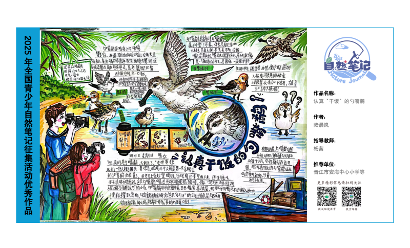 5_福建05_《认真“干饭”的勺嘴鹬》_陆晨岚_杨茜.png