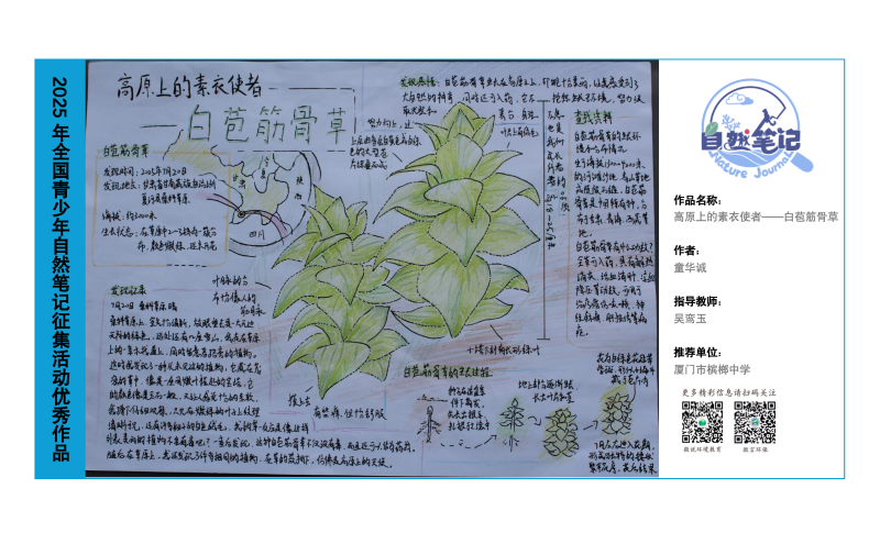 5_福建12_高原上的素衣使者——白苞筋骨草_童华诚_吴鸾玉.png