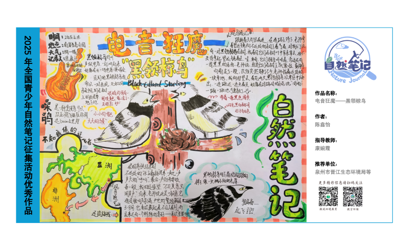 5_福建15_电音狂魔——黑领椋鸟_陈鑫怡_康婉霞.png